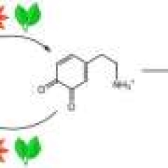 Chlorophyll might biochemically recycle anti-oxidants