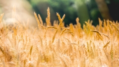 Farmland immersed throughout Victoria’s north as more rain projection