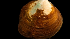 The high-stakes scramble to conserve the Appalachian monkeyface mussel
