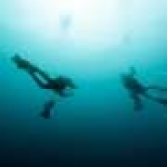Warming oceans most likely to diminish the practical environment of numerous marine animals– however not all