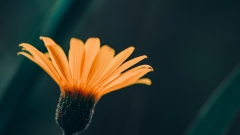 Little, quite and lethal, the spread of this cattle-killing flower has graziers anticipating disaster