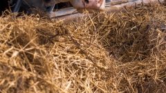 Flood-affected dairy farmers stroll cows 20km to greater ground