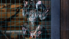 Especial Outubro Rosa: conheça Doença de Paget Mamária no Whitebook