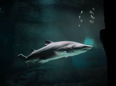 Shark skin is almost difficult to engineer. A 3D appearance reveals why.