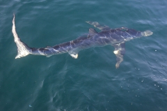 Itchy fish usage sharks as swimming scratching posts