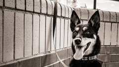 This kelpie simply brought a record cost for an Aussie working canine