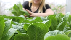 Lettuce outlives UK’s Liz Truss in salad days for social networks