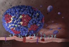 Influenza and RSV hybrid infection studied in a laboratory for the very first time