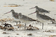 Alaska-Australia flight might put bird in record books