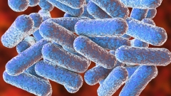 DNA-damaging gut germs might sustain colon cancer in clients with inflammatory bowel illness