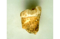 Neanderthals were ‘high-level predators,’ tooth analysis recommends