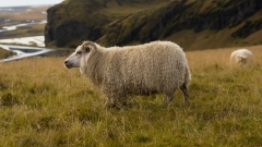 Greatest sheep feedlot in WA’s South West authorized in spite of smell and biosecurity issues