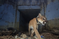 Mountain lions in Los Angeles deal with the heat of intensifying wildfires