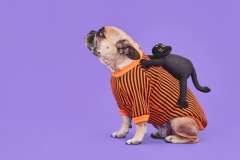 Should animals use Halloween outfits? Your furry buddy can assist you choose.