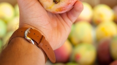 Mango growers eye strong season as harvest begins in Queensland