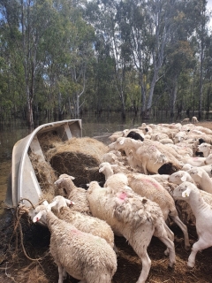 This farmer takes a daily-six-hour journey by means of tractor and tinnie, pulling bales of hay, to guarantee his stranded sheep survive