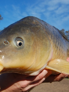 More research study required prior to spreading out herpes, carp control report discovers