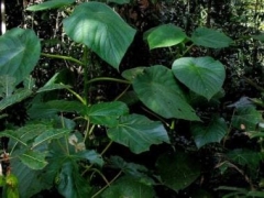 The ‘suicide plant’: The story of growing the ‘world’s most hazardous shrub’ in a house garden