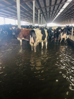 Countless animals dead, a minimum of 120,000 hectares of crops lost in Victorian floods