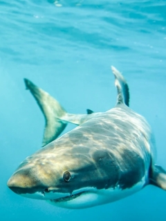 Abalone scuba diver desires chumming restriction at white shark location