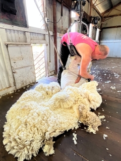 Shearing for Liz fundraising event musters neat amount for treasured cause