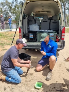 Volunteers race to conserve native fish from blackwater-contaminated waterways as warm weather condition aggravates contamination
