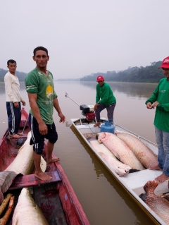 The return of a 200-kilogram fish and how it is conserving a jungle