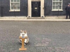 Larry the feline provides amusing responses to fan concerns; claims he hasn’t discovered UK PM Rishi Sunak’s wallet