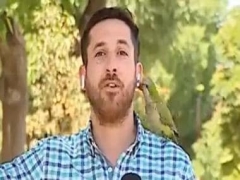 Viral video: Parrot flies away with reporter’s earphone throughout live reporting