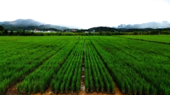 Continual Productivity: Farmers Move to High-Yielding, Cost-Saving Perennial Rice