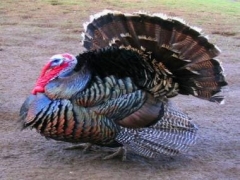 Turkey bird reveals outstanding management ability to assist his flock cross hectic roadway; Harsh Goenka responds