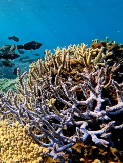 It’s a beautiful reef system that you’ve most likely never ever become aware of, however tourist supporters wish to alter that