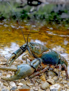 Tasmanian farmers action in to conserve threatened types