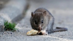 Geared up with place gadget, cam, radio: Giant rats being trained in Tanzania to take rescue ops