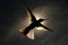 This professional photographer records birds as poetry in movement