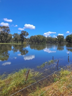 Wineries expecting turn-around in weather condition as water effects collect yields