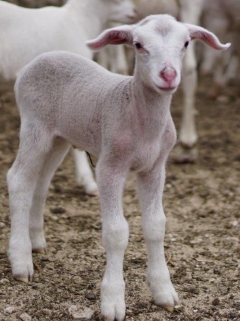 Sheep without wool gain appeal as market fights labour and weather condition obstacles