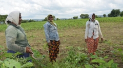 Abnormalities galore in land resurvey; numerous farmers in pain due to loss of lands in AP