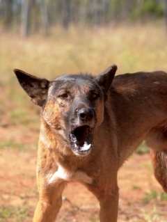 Farmers type ‘distributes’ to fight rising varieties of wild pets and pigs