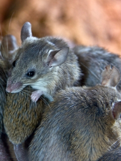 Gene drive innovation under advancement by University of Adelaide to fight intrusive mice numbers