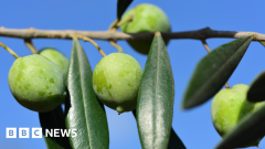 Sicily’s abundant olive pickings