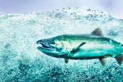 What brand-new mining jobs might suggest for Alaskan salmon