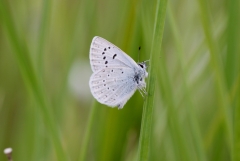 At long last, a homecoming for the Fender’s blue butterfly