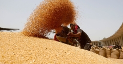 India’s state wheat stock halves from a year ago – Reuters