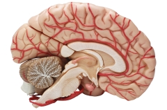 Little however Significant: Differences Between Brains of Primates Revealed– Humans, Apes and Monkeys