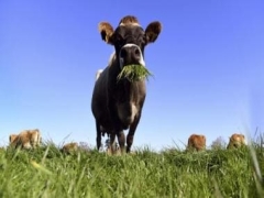 See: Cow hilariously moves down hill, web left in divides