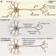 Researchers determine unique important non-nuclear functions of spliceosome protein throughout neuronal connection