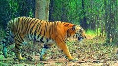 Farmer mauled to death by big cat in Komaram Bheem-Asifabad district