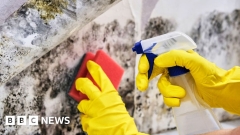 Mould in your home: How hazardous is it and what can be done?