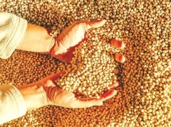 India most likely to import 64% less soyabean; nil soyabean meal in FY23: SOPA